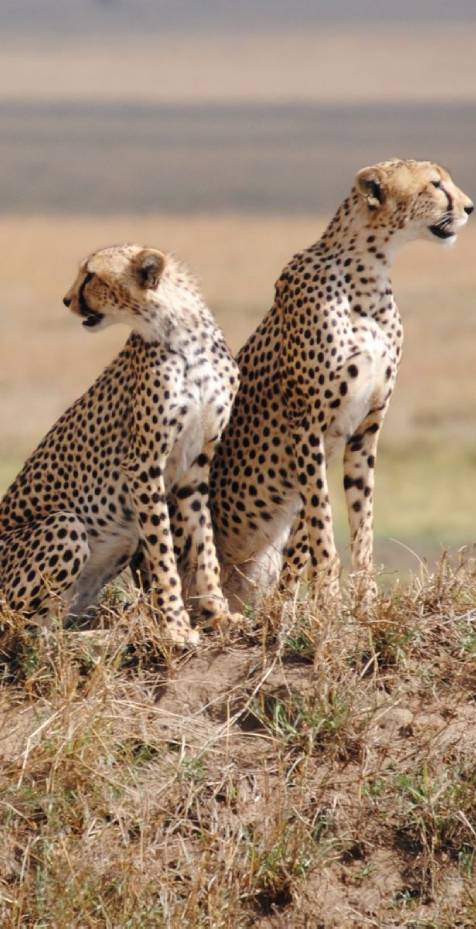 Lake Manyara, Tarangire, Serengeti & Ngorongoro Crater